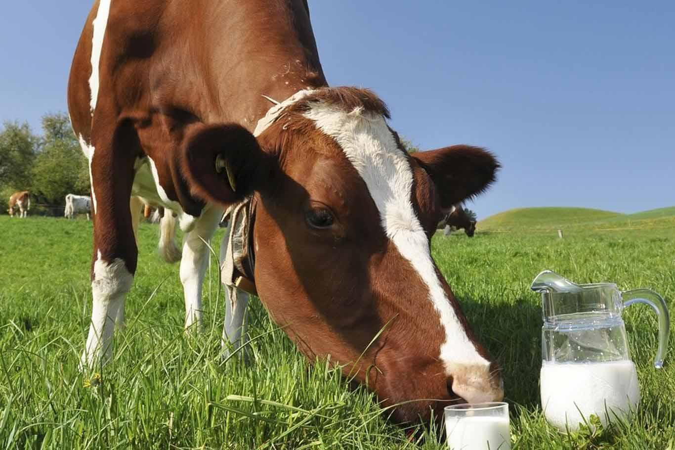 İnek sütü üretimi azaldı